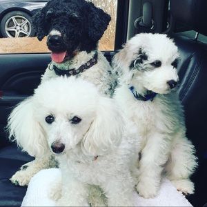 Meet your Posher, Reagan